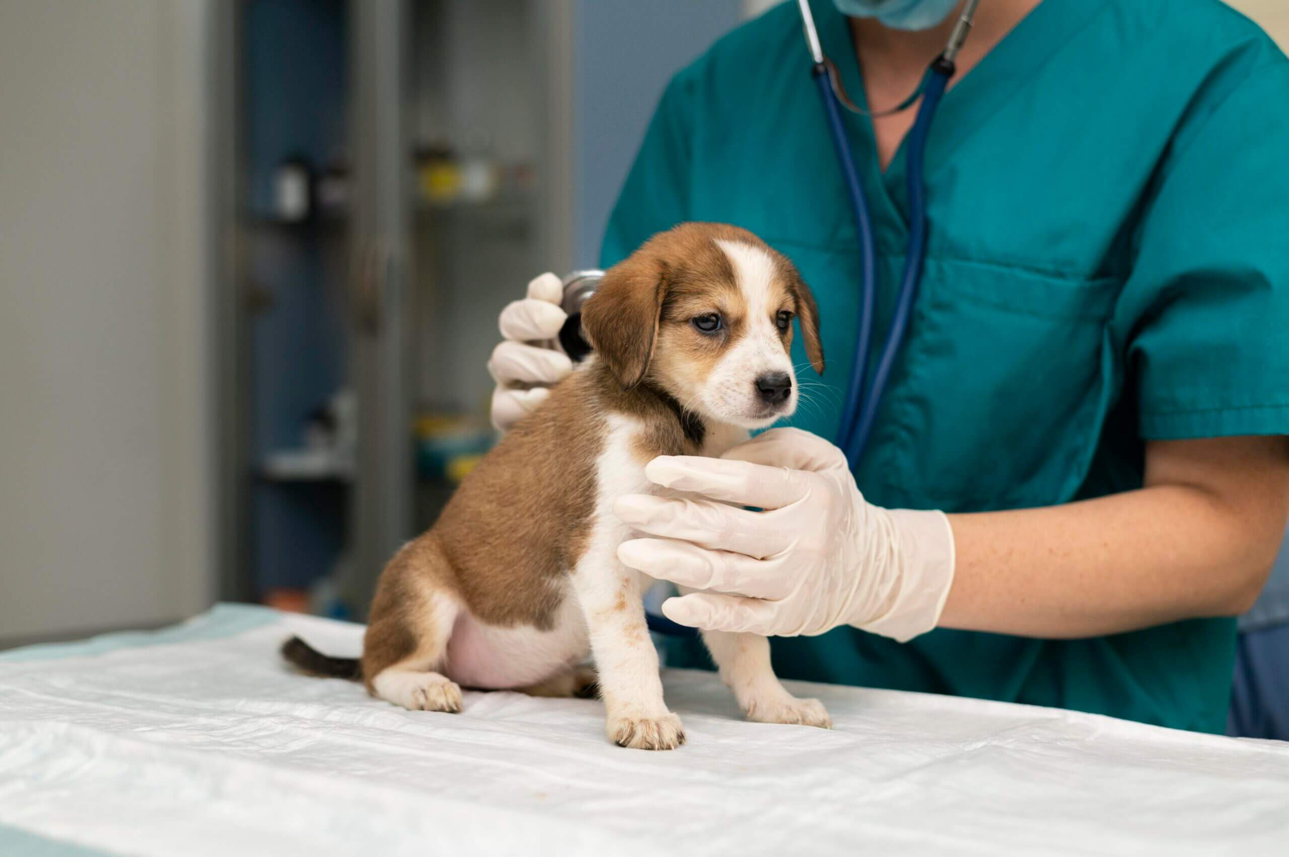 Médico de mascotas